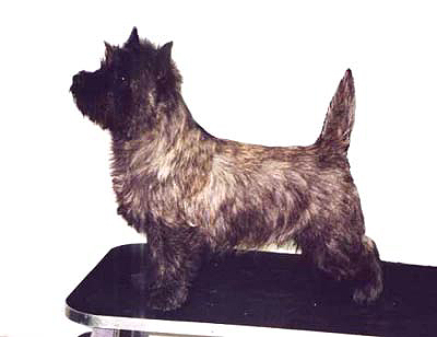 Cairn Terrier O`Sullivan of Barnsley