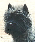 Cairn Terrier O´Sullivan of Barnsley