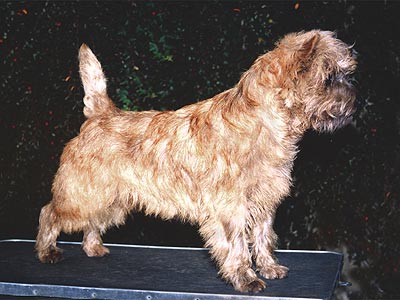 Cairn Terrier Orianne of Barnsley