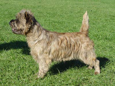 Cairn Terrier Orianne of Barnsley