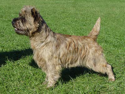 Cairn Terrier Orianne of Barnsley