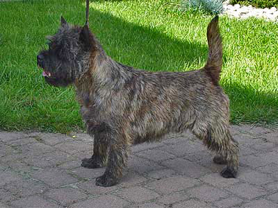 Cairn Terrier 
