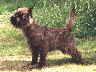 Cairn Terrier 