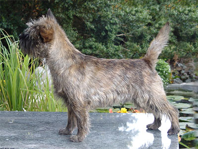 Cairn Terrier 