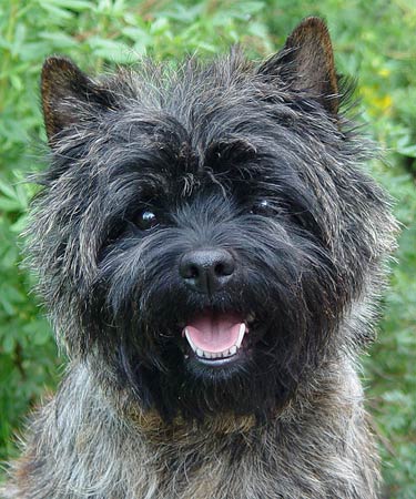 Cairn Terrier 