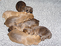 Die Welpen sind gerade 1,5 Wochen alt