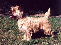 Cairn Terrier Reverly Boy of Barnsley