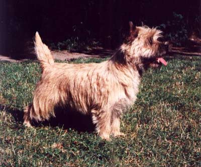 Cairn Terrier I`m Reverly Boy of Barnsley