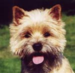 Cairn Terrier Ivanhoe of Barnsley