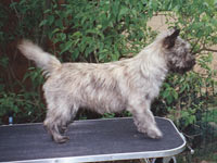 Cairn Terrier Rocket Man of Barnsley