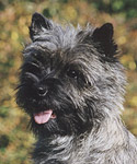 Cairn Terrier Rocket Man of Barnsley