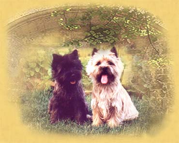 Zum Cairn Terrier Züchter bitte hier klicken!