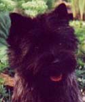 Cairn Terrier Xantia from Mount Kilbride