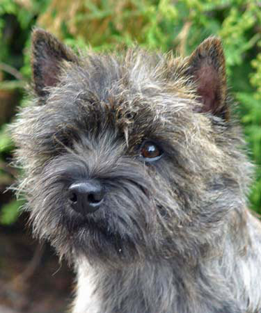 Cairn Terrier of Barnsley