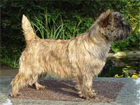 Cairn Terrier