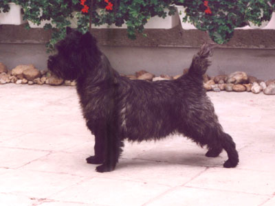 Cairn Terrier 