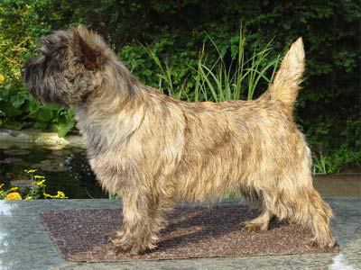 Cairn Terrier 