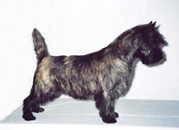 Cairn Terrier Ruslan of Barnsley