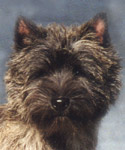Cairn Terrier Ruslan of Barnsley