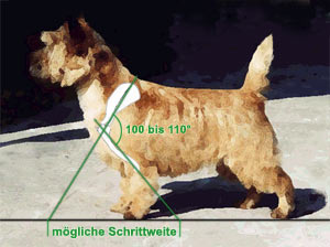 Korrekte Schulterlage bei einem Cairn Terrier