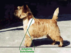 Fehlerhafte Schulterlage bei einem Cairn Terrier
