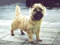 Cairn Terrier Northern Queen of Barnsley