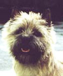 Cairn Terrier Northern Queen of Barnsley