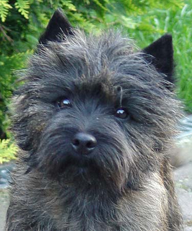 cairn terrier Tamina of Barnsley