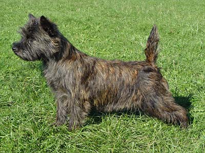cairn terrier Tamina of Barnsley