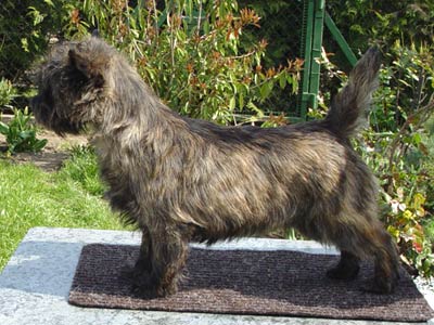 cairn terrier Tamina of Barnsley