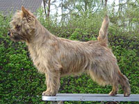 cairn terrier