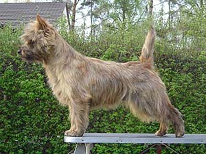 cairn terrier