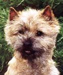 Cairn Terrier Ol´Kyarnrowens Wild Thing