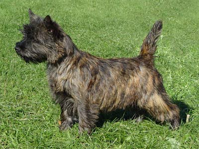 Cairn Terrier Tavia of Barnsley
