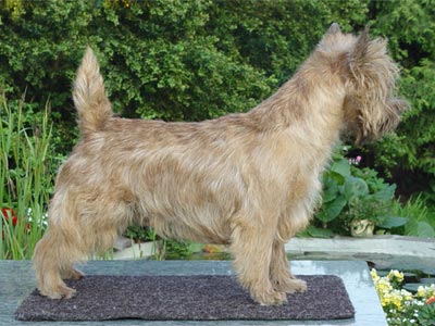 Cairn Terrier Rottrivers Hot Salsa