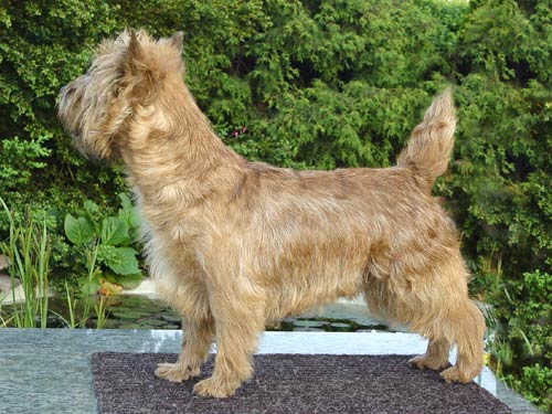 Cairn Terrier Rottrivers Hot Salsa