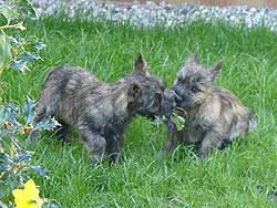 Cairn Terrier Welpen