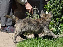 Cairn Terrier Welpe 