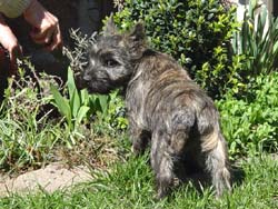 Cairn Terrier Welpe 