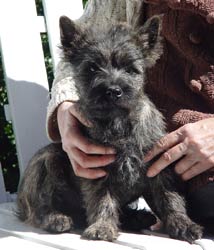 Cairn Terrier Welpe 