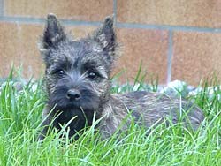 Cairn Terrier Welpe 