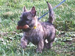 Cairn Terrier Welpe 
