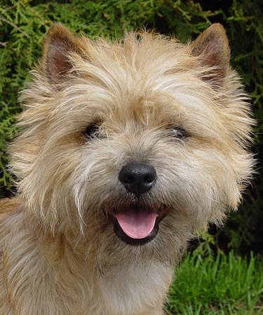 cairn terrier Tamina of Barnsley