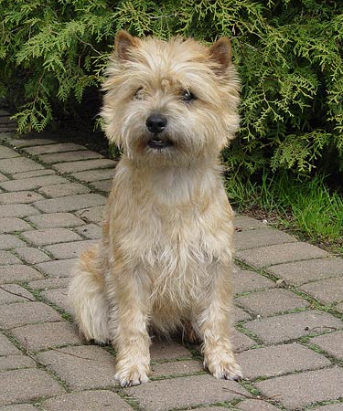 cairn terrier Tamina of Barnsley