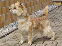 Cairn Terrier