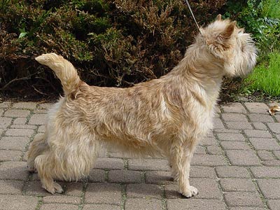 cairn terrier Tamina of Barnsley