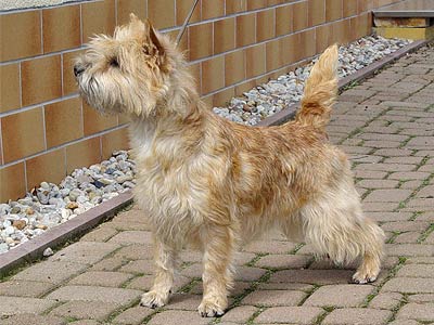 Cairn Terrier Zimzelen of Barnsley