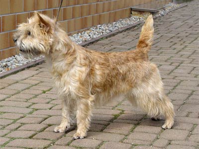 cairn terrier Tamina of Barnsley