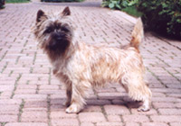 Cairn Terrier Ol`Kyarnrowen`s Wild Thing