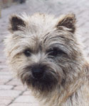 Cairn Terrier Ol´Kyarnrowens Wild Thing